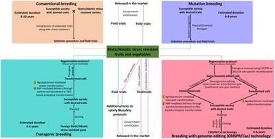 Genetic amelioration of fruit and vegetable crops to increase biotic and abiotic stress resistance through CRISPR Genome Editing